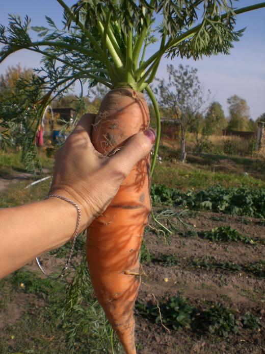 Морковный гулливер