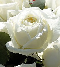 Роза Белый Триумф