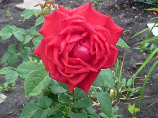 Красная роза крупным планом