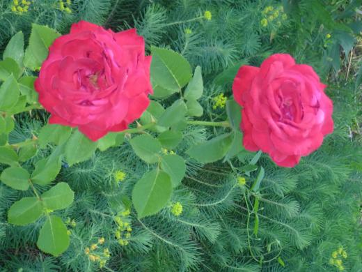 Две бордовые розы