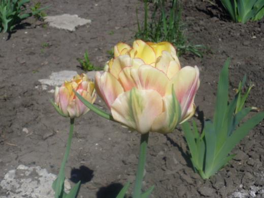 Бело-желтые тюльпаны