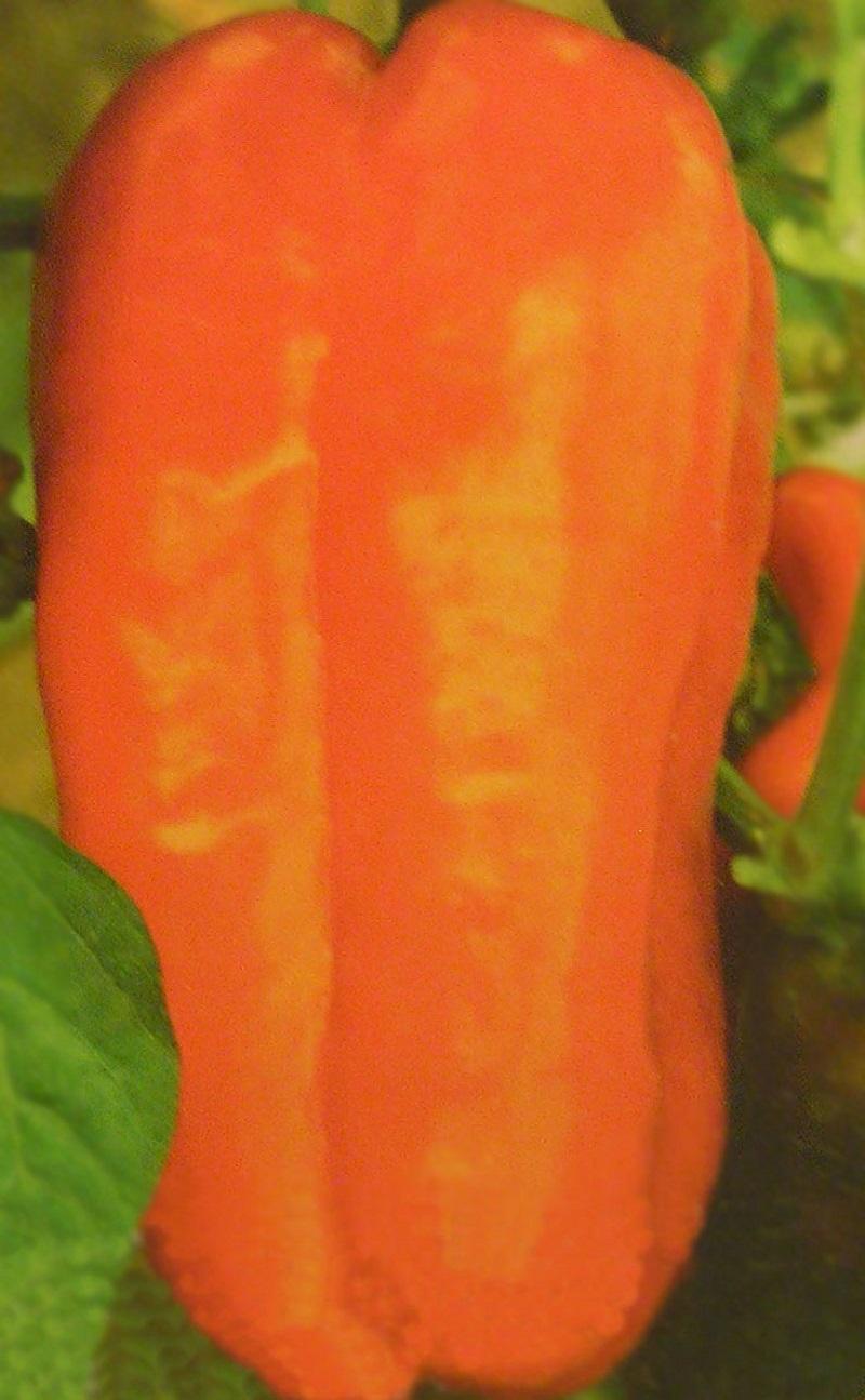 Раннеспелый сорт перца «Оранжевый бык»: описание и отзывы