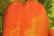 Фотография перца «Оранжевый бык»