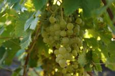 Фотография винограда «Краса Севера»