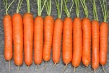 Фотография моркови «Нантская красная»