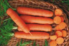 Фотография моркови «Деликатесная»