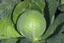 Фотография белокочанной капусты «Леннокс»