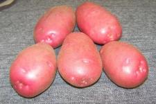 Фотография картофеля «Беллароза»