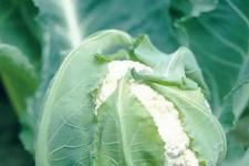 Фотография цветной капусты «Гудман»