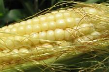 Фотография кукурузы «Услада»