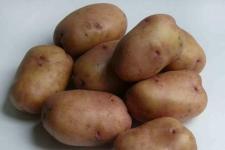 Фотография картофеля «Жуковский ранний»