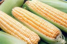 Фотография кукурузы «Анкор»