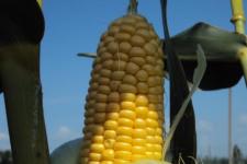 Фотография кукурузы «Боулинг»