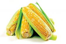Фотография кукурузы «Анютка»