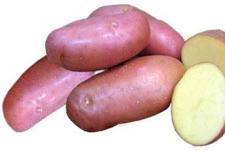 Фотография картофеля «Розара»
