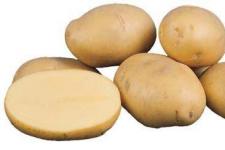 Фотография картофеля «Удача»