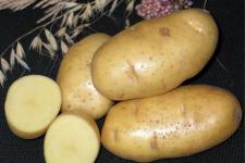 Фотография картофеля «Чародей»