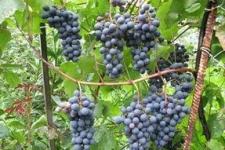 Фотография винограда «Агат Донской»