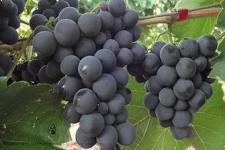 Фотография винограда «Альфонс Лавалле»