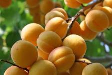 Фотография абрикоса «Водолей»
