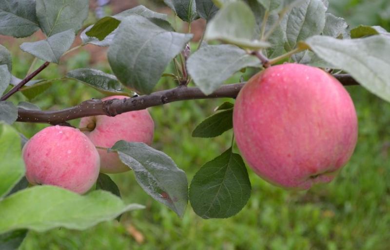 Яблоня мельба характеристика и описание сорта