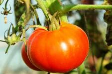 Фотография помидоров «Сибирский скороспелый»