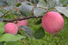 Фотография яблони «Мельба»