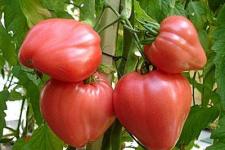 Фотография помидоров «Бычье сердце (розовое)»