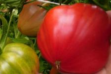 Фотография помидоров «Мазарини»