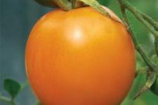 Фотография помидоров «Эльдорадо»