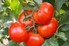 Фотография помидоров «33 Богатыря»
