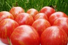 Фотография помидоров «Адамово яблоко»