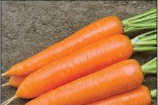 Фотография моркови «Несравненная»