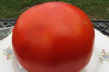 Фотография помидоров «Красный гигант»