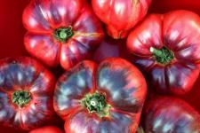 Фотография помидоров «Лазурный гигант»