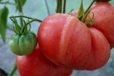 Фотография помидоров «Малиновый гигант»