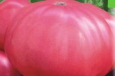 Фотография помидоров «Розовый гигант»
