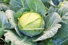 Фотография белокочанной капусты «Слава»
