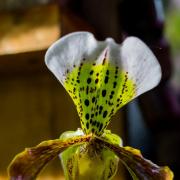 Пафиопедилюм (Paphiopedilum)