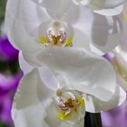 Фаленопсис (Phalaenopsis) №3