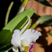 Каттлея (Cattleya) №4