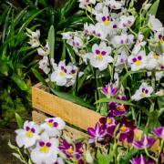Мильтония (Miltonia) №2