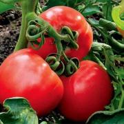 5 самых вкусных и урожайных сортов помидор