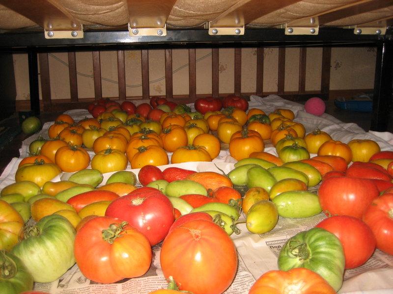 Как сохранить свежие помидоры. Дозревание томатов. Хранение урожая. Помидоры в ящике. Хранение помидоров.