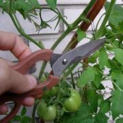 Прищипывание томатов
