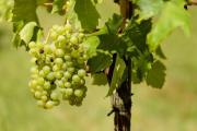Секреты размножения винограда черенками