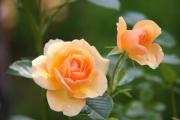 Выбор сорта и уход за розами