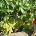 Выращивание винограда в Поволжье