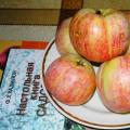 Яблоки сорта «Конфетное»